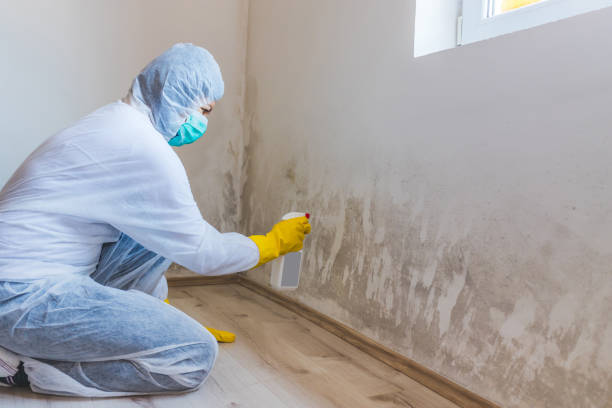 Licensed Attic Mold Removal service in Burnsville, MN - WQB Mold Removal
