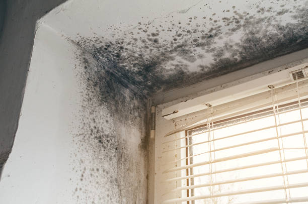 Affordable Attic Mold Removal solutions in Burnsville, MN